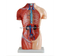 42CM Sexless Torso 18 Parts
