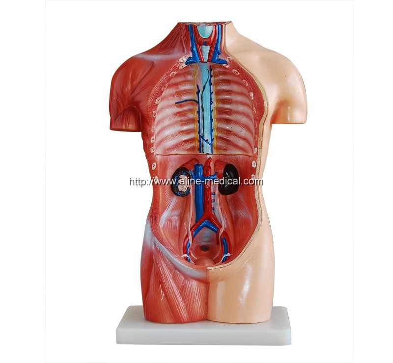 42CM Sexless Torso 18 Parts