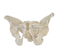 Adult Male Pelvis