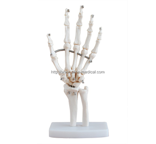 Life-Size Hand Joint