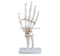 Life-Size Hand Joint
