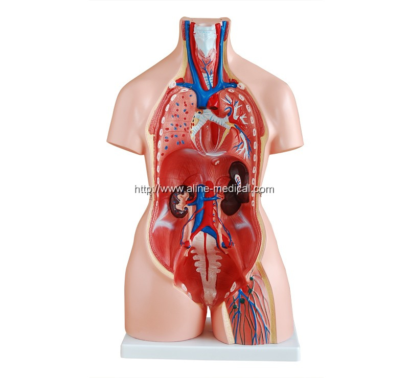 85CM Tri-sex Torso 21 Parts