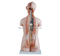 85CM Sexless Torso 20 Parts