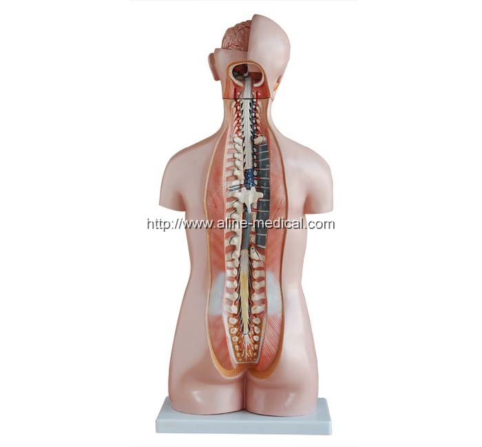 85CM Sexless Torso 20 Parts