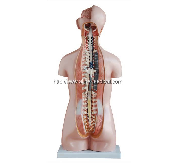 85CM Sexless Torso 20 Parts