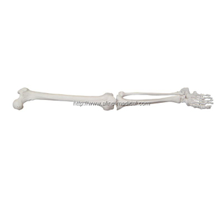 Life-Size Lower Extremity