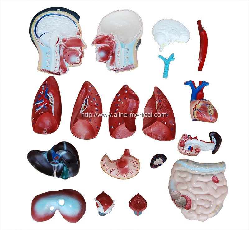 85CM Male Torso 19 Parts