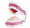 Dental Care Model (28 Teeth)
