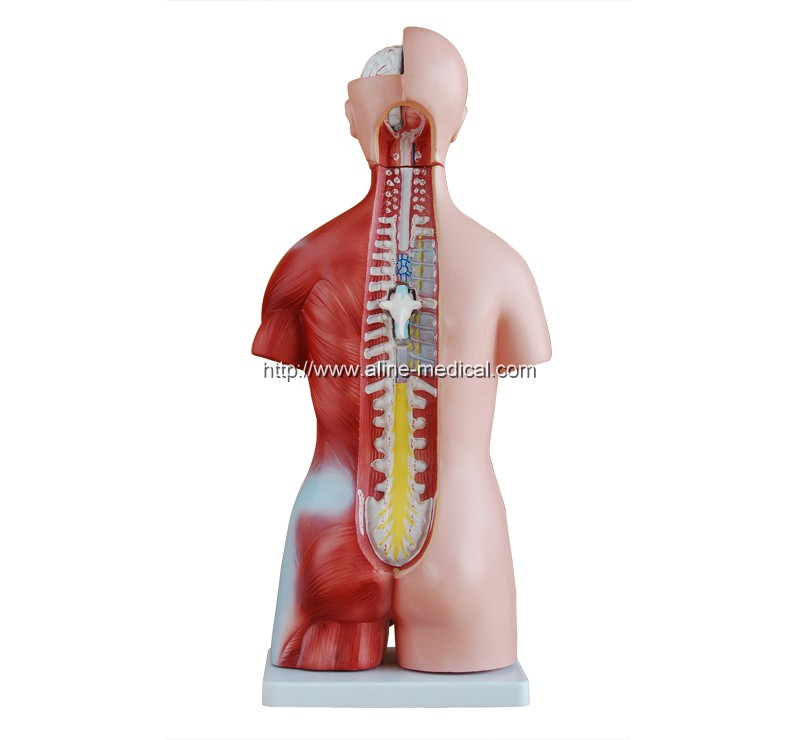 45CM Unisex Torso 23 Parts