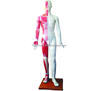 Deluxe Acupuncture Model 178CM