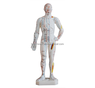 Acupuncture Model 26CM