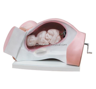 Model of Course of Delivery
