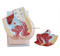 Human Female Pelvis Section (2 Parts)