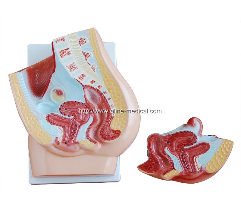 Human Female Pelvis Section (2 Parts)