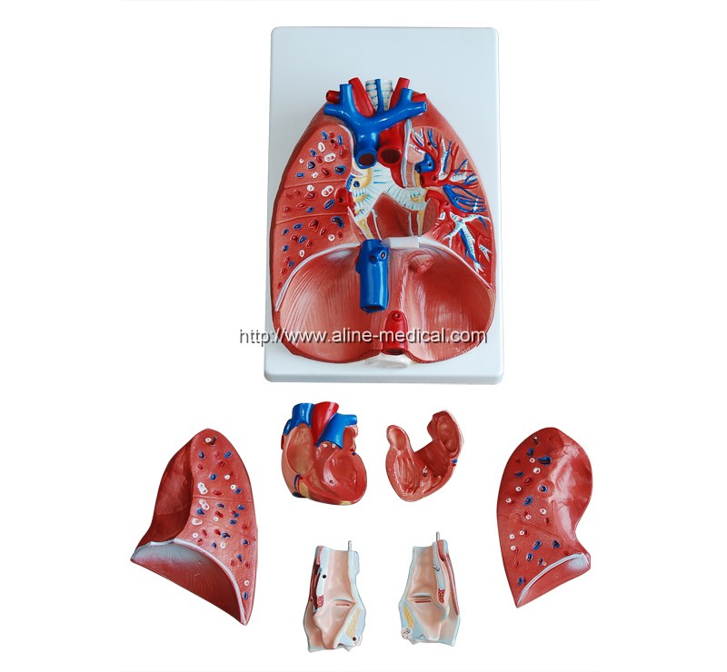 Larynx, Heart and Lung Model