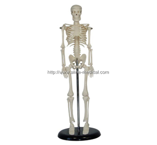 42CM Mini Skeleton