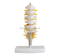 Half-Size Lumbar Vertebrae with Sacrum & Coccyx and Herniated Disc