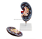 Kidney Model (2 parts)