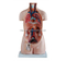 85CM Sexless Torso 20 Parts