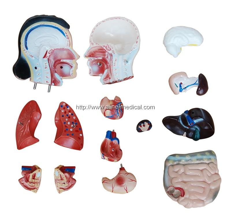 42CM Female Torso 15 Parts