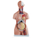 85CM Tri-sex Torso 21 Parts