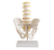 Lumbar Set (4 pcs)