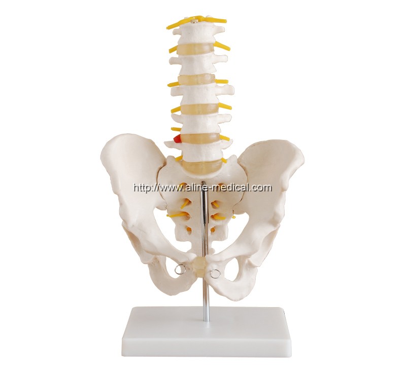 Lumbar Set (4 pcs)