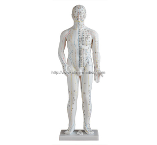Acupuncture Model 70CM
