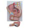 Human Male Pelvis Section (2 Parts)