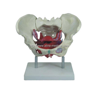 Female Pelvic Muscles and Organs