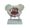 Female Pelvic Muscles and Organs