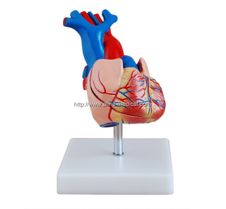 Life-Size Heart Model