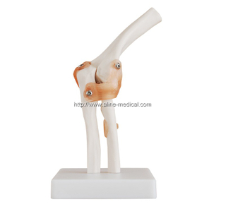 Life-Size Elbow Joint