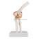 Life-Size Elbow Joint