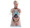 85CM Sexless Torso 20 Parts