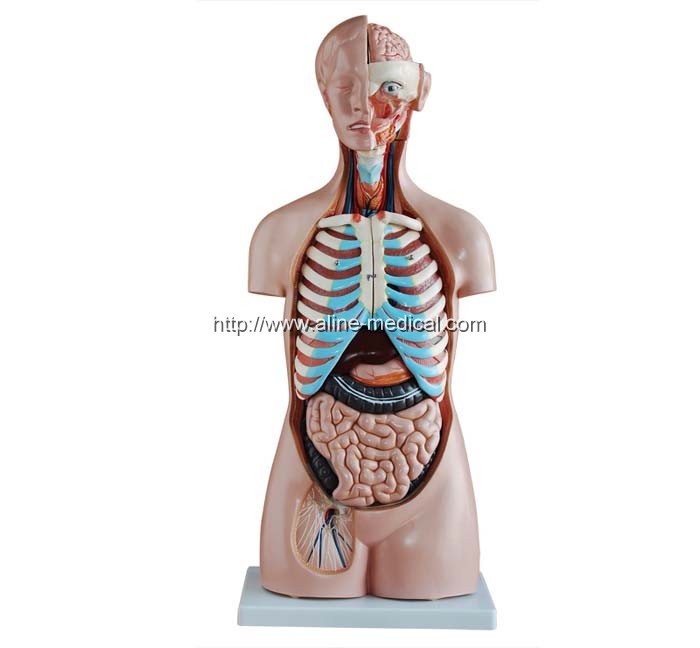 85CM Sexless Torso 20 Parts