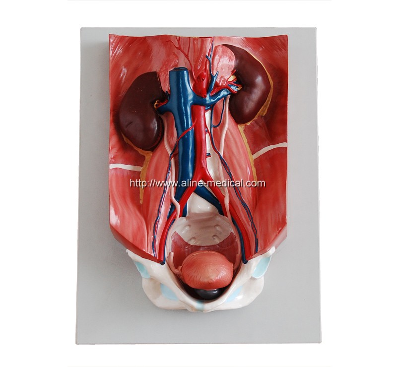Urinary System Model