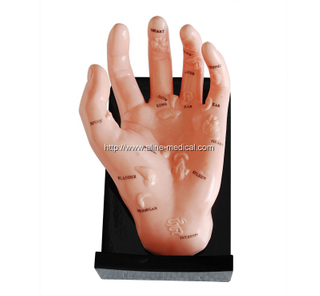 Hand Model Illustrating Organs on the Points