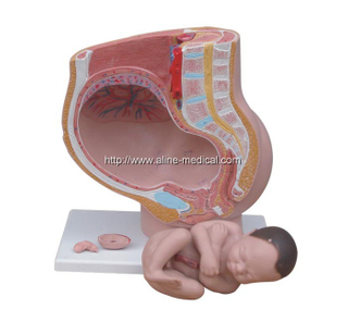Human Female Pelvis Section (4 parts)