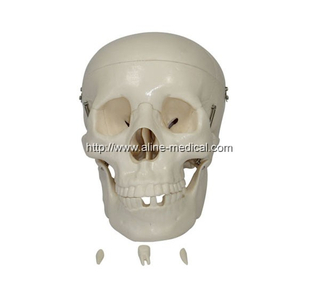 Life-Size Skull