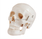 Deluxe Life-Size Skull Style D