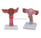 Magnified Uterus Model