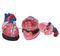 Jumbo Heart Model