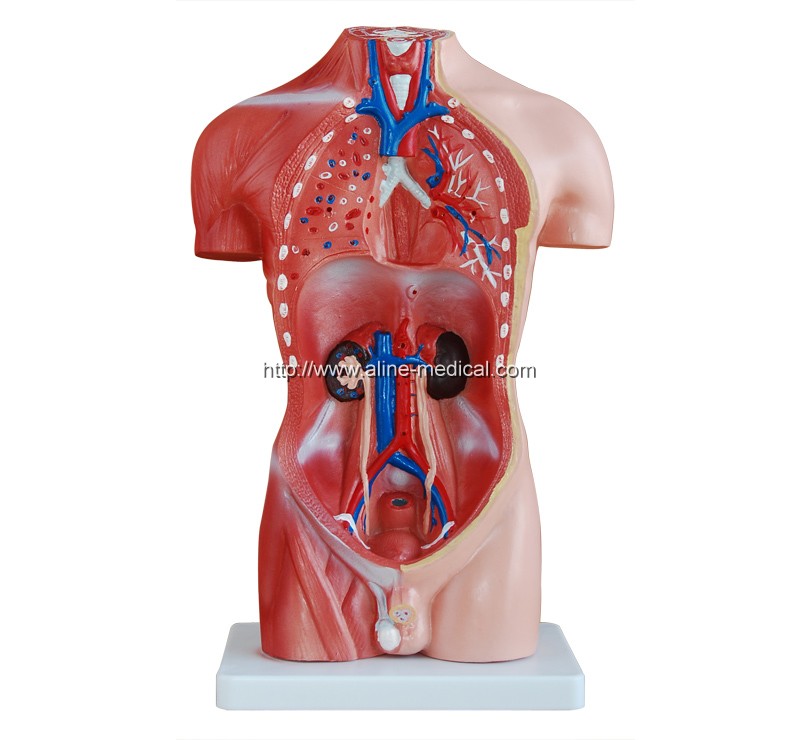 42CM Male Torso 13 Parts