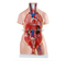 85CM Unisex Torso 23 Parts
