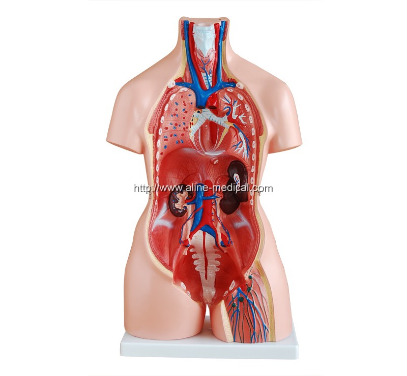85CM Unisex Torso 23 Parts