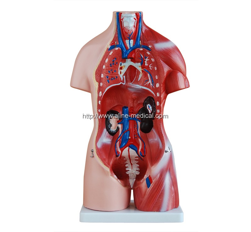 45CM Unisex Torso 23 Parts