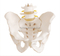 Life-Size Pelvis with 2pcs Lumbar Vertebrae