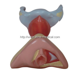 Female Internal and External Genital Organs