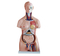 85CM Unisex Torso 40 Parts